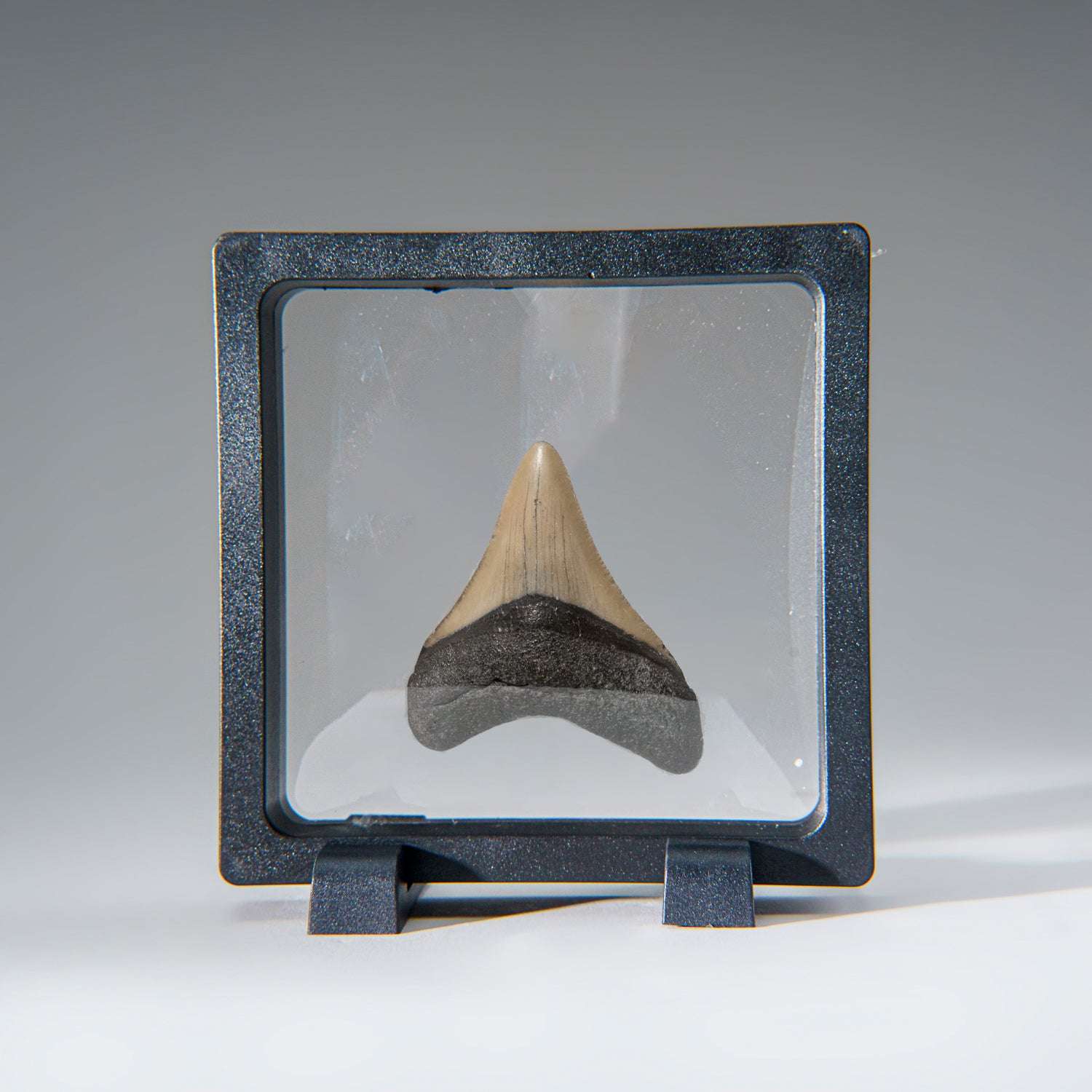 Genuine 2-3" Megalodon Shark Tooth in Display Box