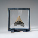 Genuine 2-3" Megalodon Shark Tooth in Display Box