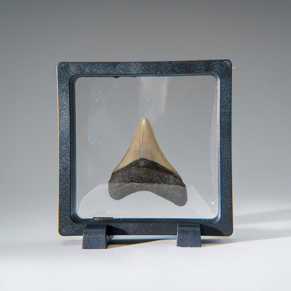 Genuine 2-3" Megalodon Shark Tooth in Display Box