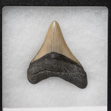 Genuine 2-3" Megalodon Shark Tooth in Display Box