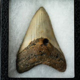 Genuine 2-3" Megalodon Shark Tooth in Display Box