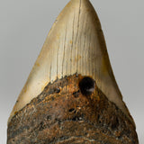 Genuine 2-3" Megalodon Shark Tooth in Display Box