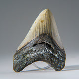 Genuine 3-4" Megalodon Shark Tooth in Display Box