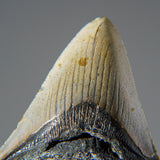 Genuine 3-4" Megalodon Shark Tooth in Display Box