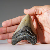 Genuine 3-4" Megalodon Shark Tooth in Display Box