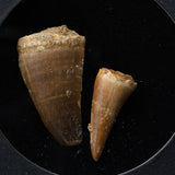 Genuine Mosasaur Dinosaur Tooth in Display Box
