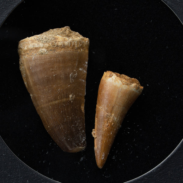 Genuine Mosasaur Dinosaur Tooth in Display Box