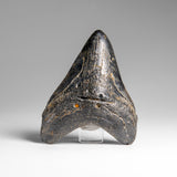 Genuine Megalodon Shark Tooth (in display box) // v1