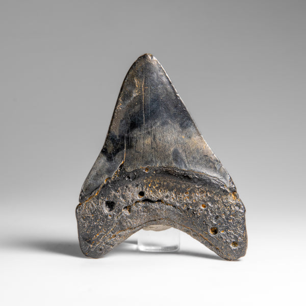 Genuine Megalodon Shark Tooth (in display box) // v1