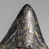 Genuine Megalodon Shark Tooth (in display box) // v1