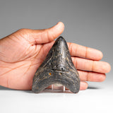Genuine Megalodon Shark Tooth (in display box) // v1