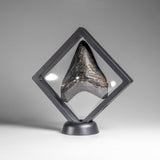 Genuine Megalodon Shark Tooth (in display box) // v1