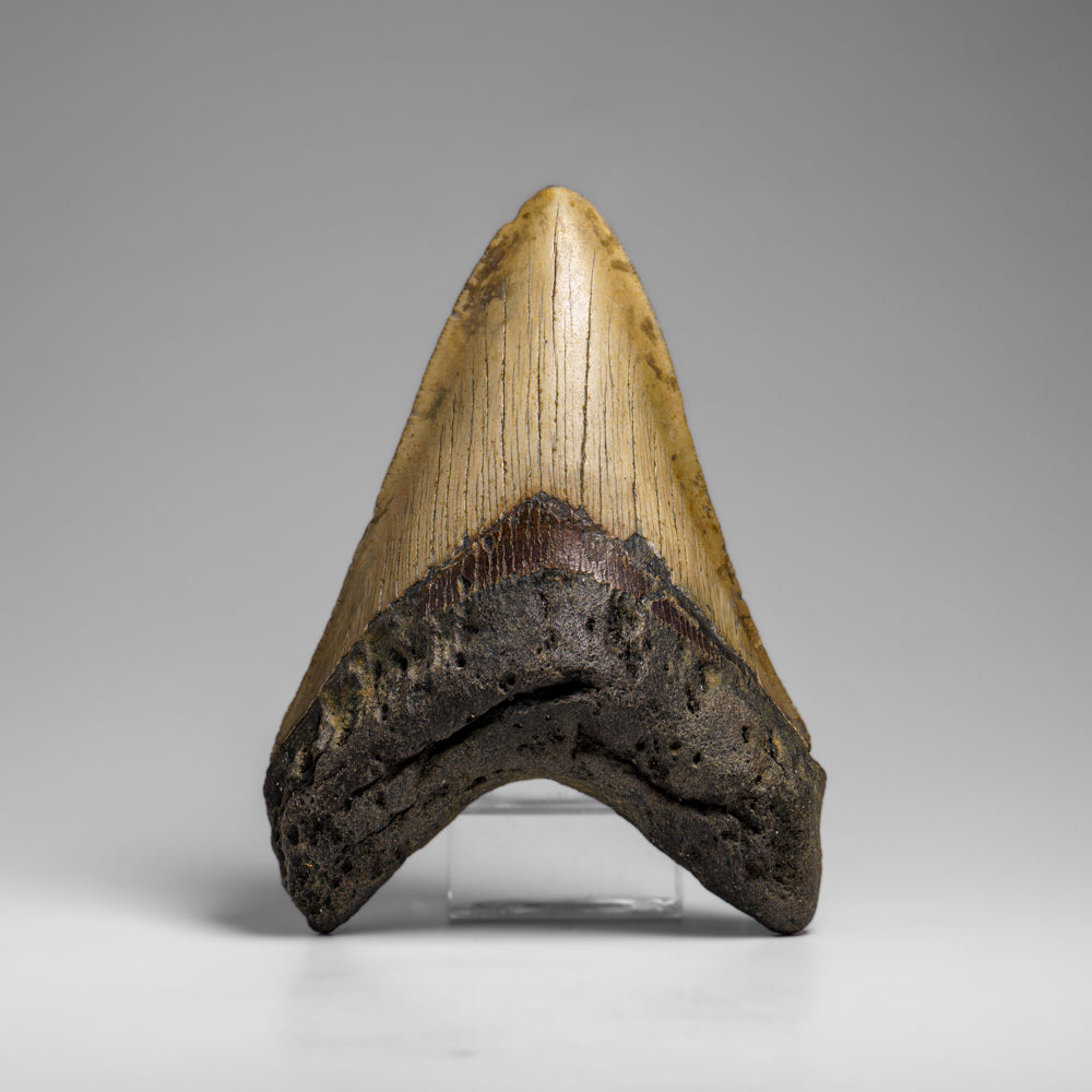 Genuine Megalodon Shark Tooth in Display Box // v2