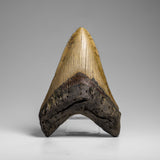 Genuine Megalodon Shark Tooth in Display Box // v2