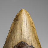 Genuine Megalodon Shark Tooth in Display Box // v2