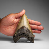 Genuine Megalodon Shark Tooth in Display Box // v2
