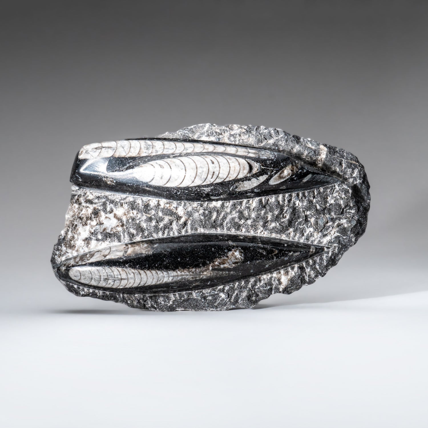 Genuine Orthoceros Plate, Two Species, with acrylic display stand