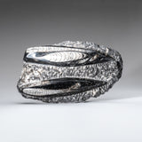 Genuine Orthoceros Plate, Two Species, with acrylic display stand