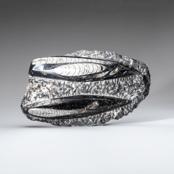 Genuine Orthoceros Plate, Two Species, with acrylic display stand