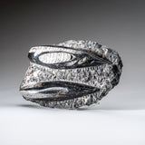 Genuine Orthoceros Plate, Two Species, with acrylic display stand