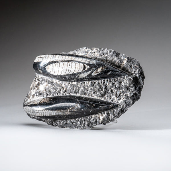 Genuine Orthoceros Plate, Two Species, with acrylic display stand