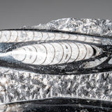 Genuine Orthoceros Plate, Two Species, with acrylic display stand