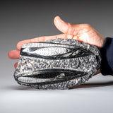 Genuine Orthoceros Plate, Two Species, with acrylic display stand