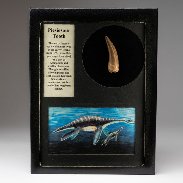 Genuine Plesiosaur Dinosaur Tooth in Display Box