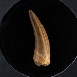Genuine Plesiosaur Dinosaur Tooth in Display Box