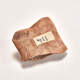 Pre-Columbian Michoac‡n Fragment // c. 200 BC Mexico