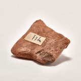 Pre-Columbian Michoac‡n Fragment // c. 200 BC Mexico