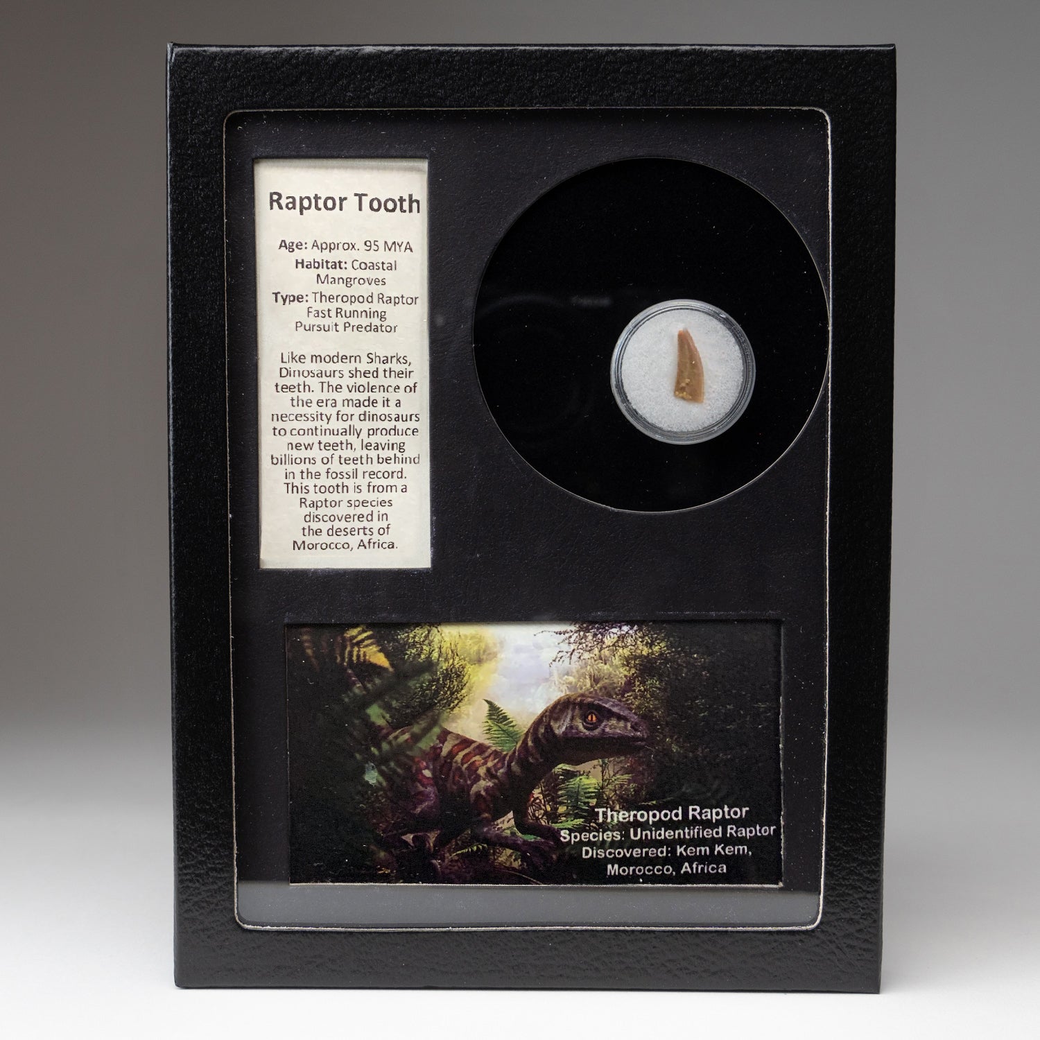 Genuine Raptor Dinosaur Tooth in Display Box