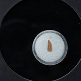 Genuine Raptor Dinosaur Tooth in Display Box