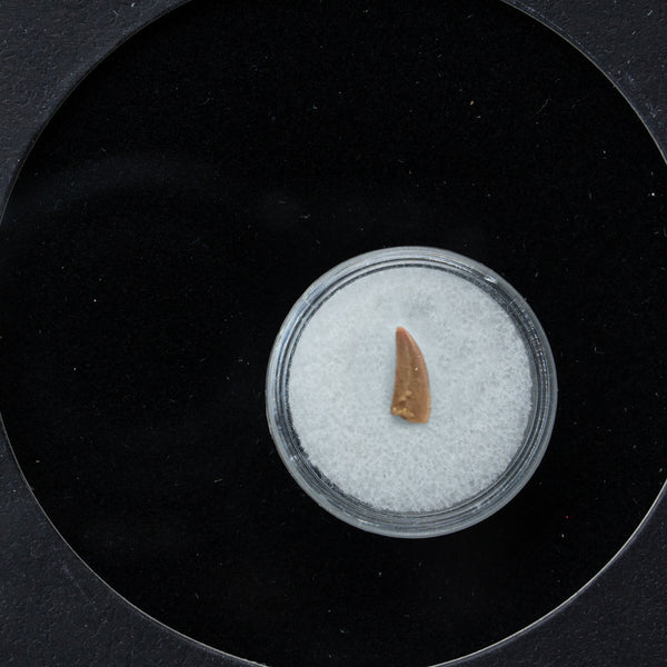 Genuine Raptor Dinosaur Tooth in Display Box