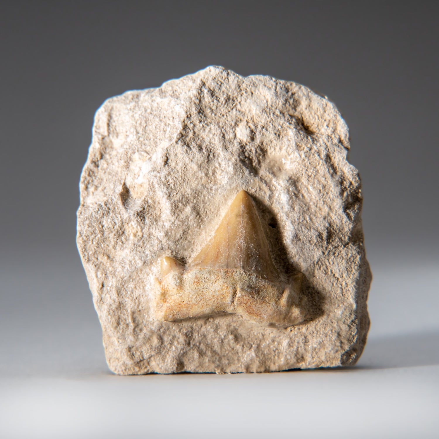 Genuine Small Pre-Historic (Otodus obliquus) Shark Tooth in Matrix
