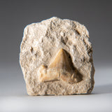 Genuine Small Pre-Historic (Otodus obliquus) Shark Tooth in Matrix