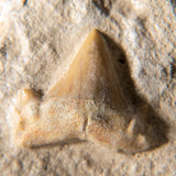 Genuine Small Pre-Historic (Otodus obliquus) Shark Tooth in Matrix