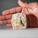 Genuine Small Pre-Historic (Otodus obliquus) Shark Tooth in Matrix