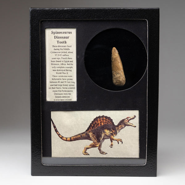 Genuine Spinosaur Dinosaur Tooth in Display Box
