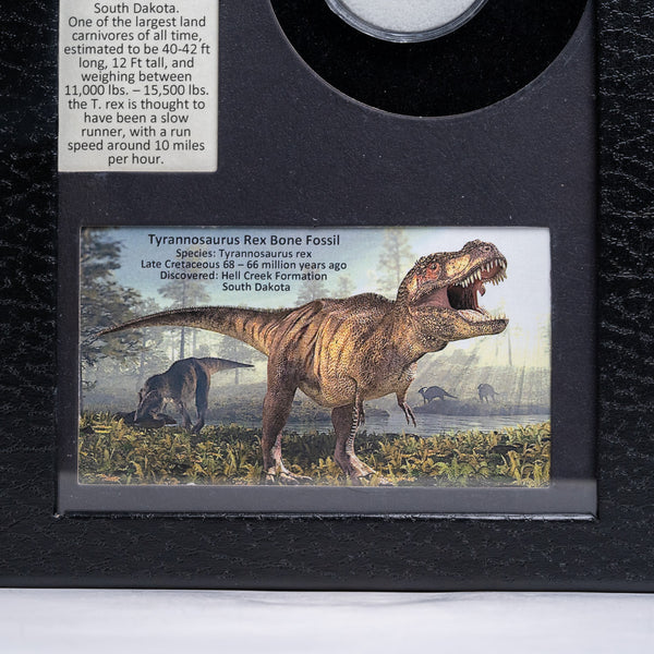 Genuine Tyrannosaurus Rex Bone Fossil in a Glass Display Box