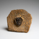 Genuine Ceratarges Spinosus Trilobite on Matrix