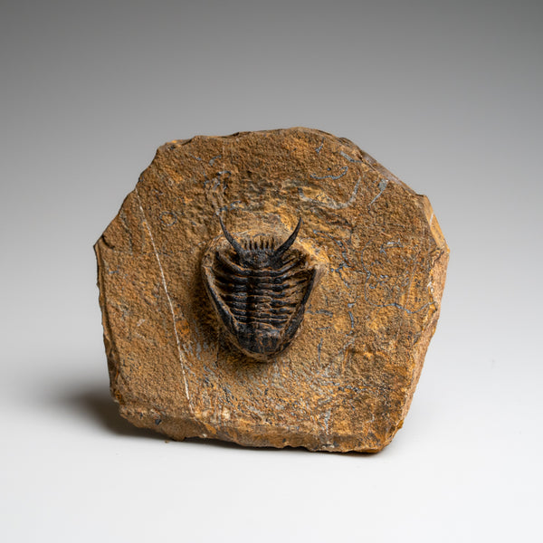 Genuine Ceratarges Spinosus Trilobite on Matrix