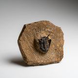 Genuine Ceratarges Spinosus Trilobite on Matrix