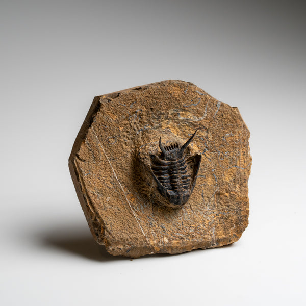 Genuine Ceratarges Spinosus Trilobite on Matrix