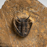 Genuine Ceratarges Spinosus Trilobite on Matrix
