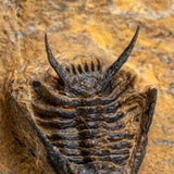 Genuine Ceratarges Spinosus Trilobite on Matrix