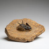 Genuine Ceratarges Spinosus Trilobite on Matrix