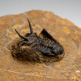 Genuine Ceratarges Spinosus Trilobite on Matrix