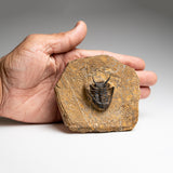 Genuine Ceratarges Spinosus Trilobite on Matrix