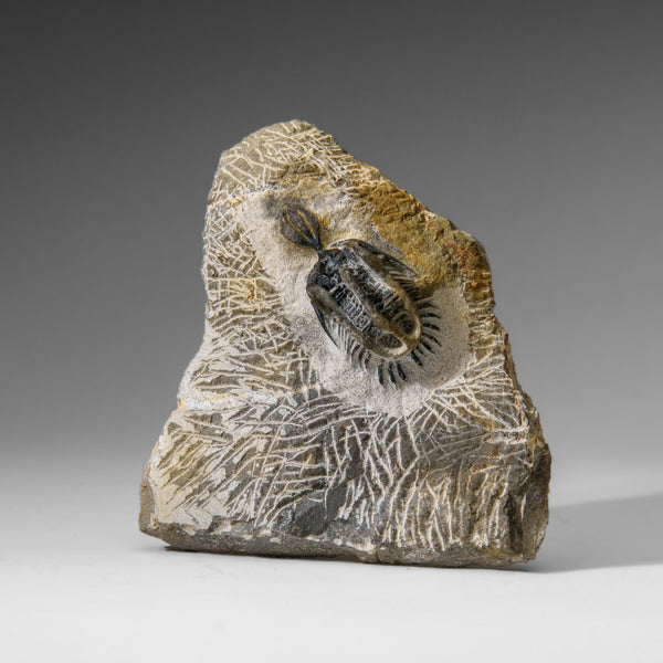 Psychopyge Trilobite on Matrix from Morocco